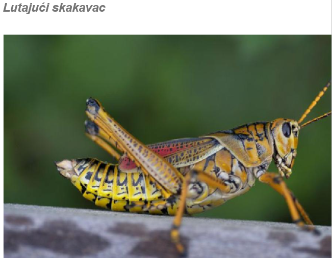 Skaakavac